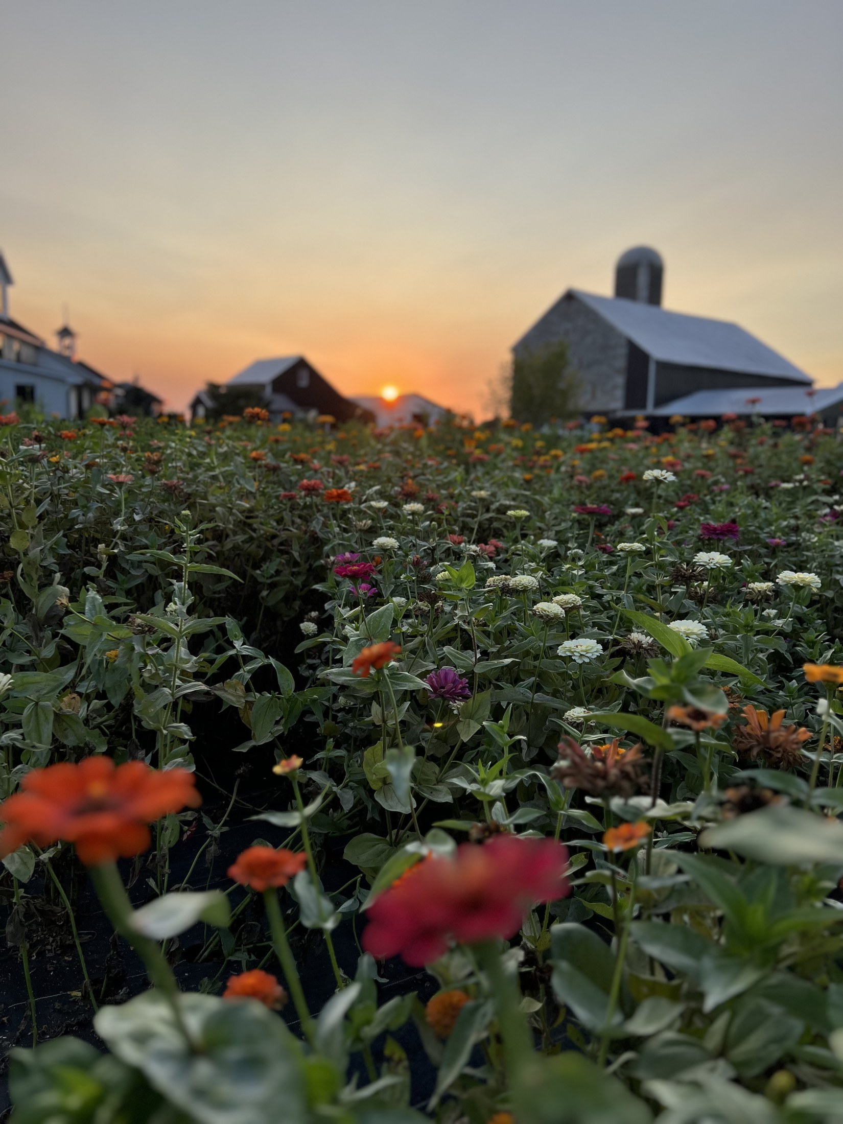 Zinnia flower field at sunset with the barn and farmhouse at Fox Crest Farm